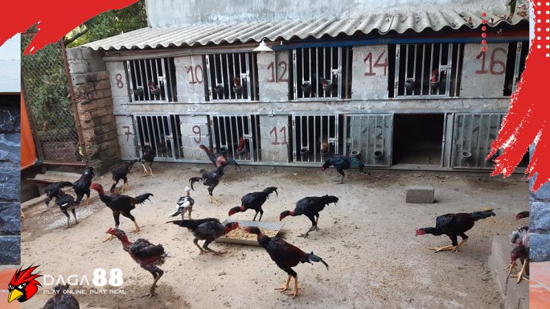ga noi 12