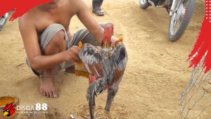 Vào Nghệ cho gà chọi