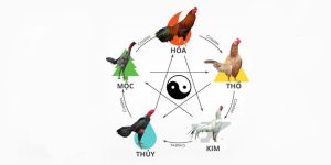 Xem ngày đá gà cựa sắt