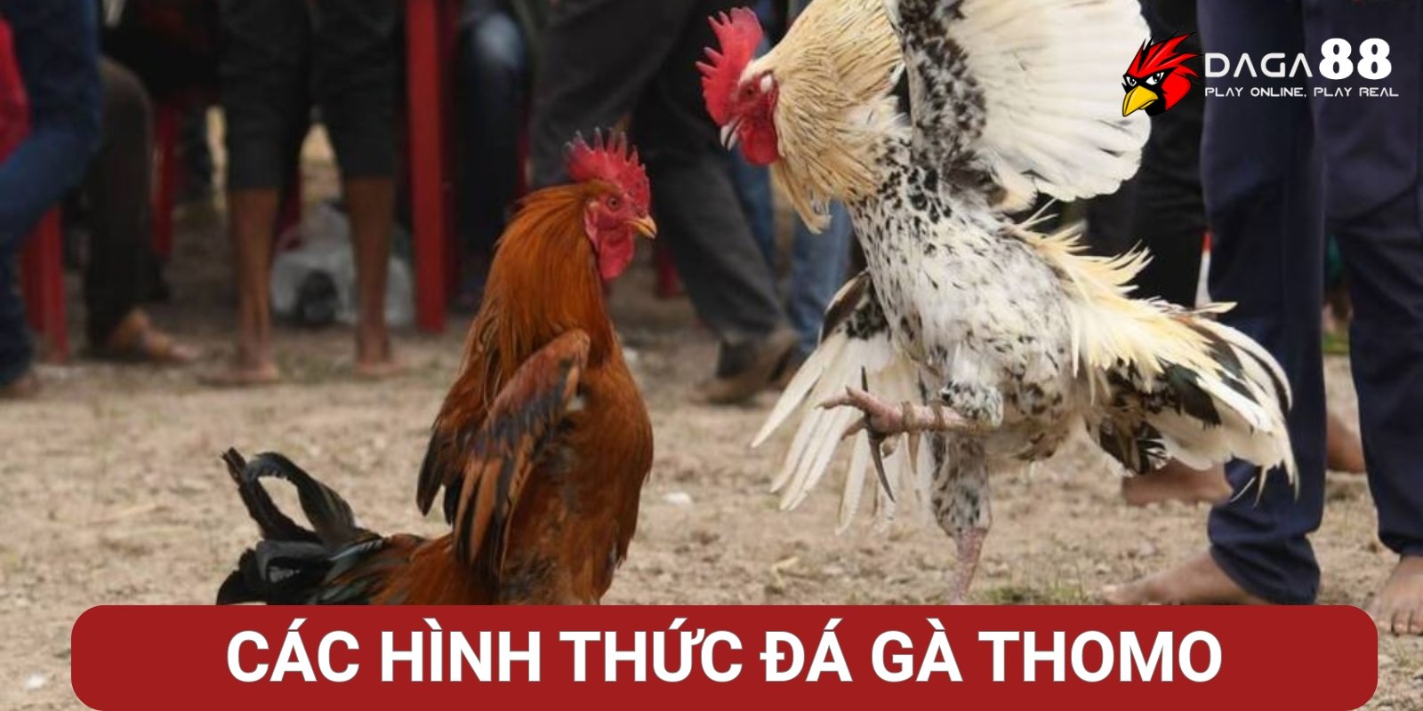 Các hình thức đá gà Thomo phổ biến tại Đá Gà 88 Các hình thức đá gà Thomo phổ biến tại Đá Gà 88