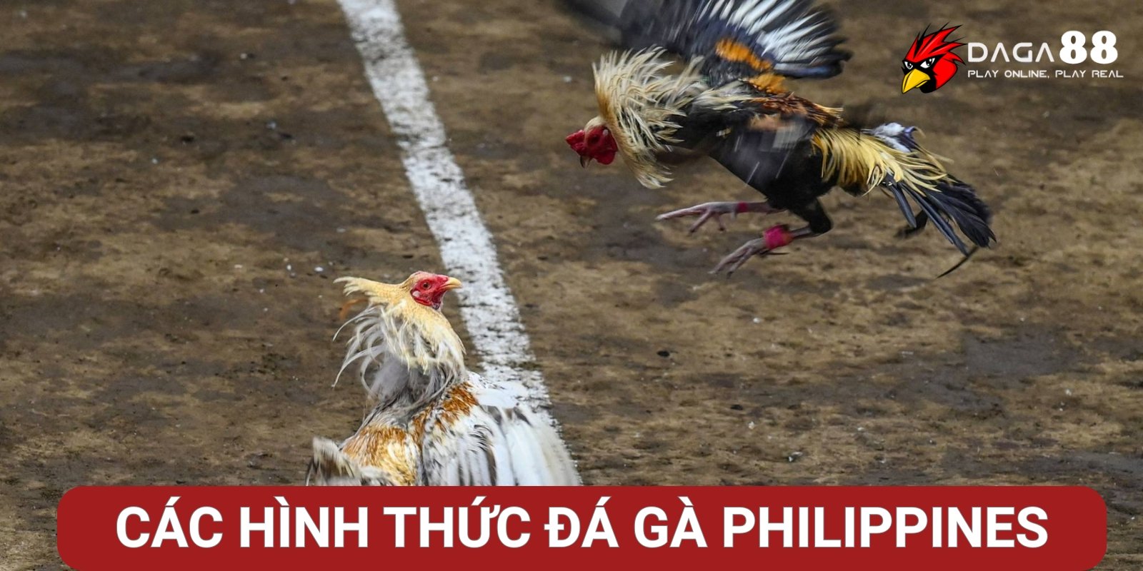 Các hình thức đá gà Philippines phổ biến tại Đá Gà 88 Các hình thức đá gà Philippines phổ biến tại Đá Gà 88