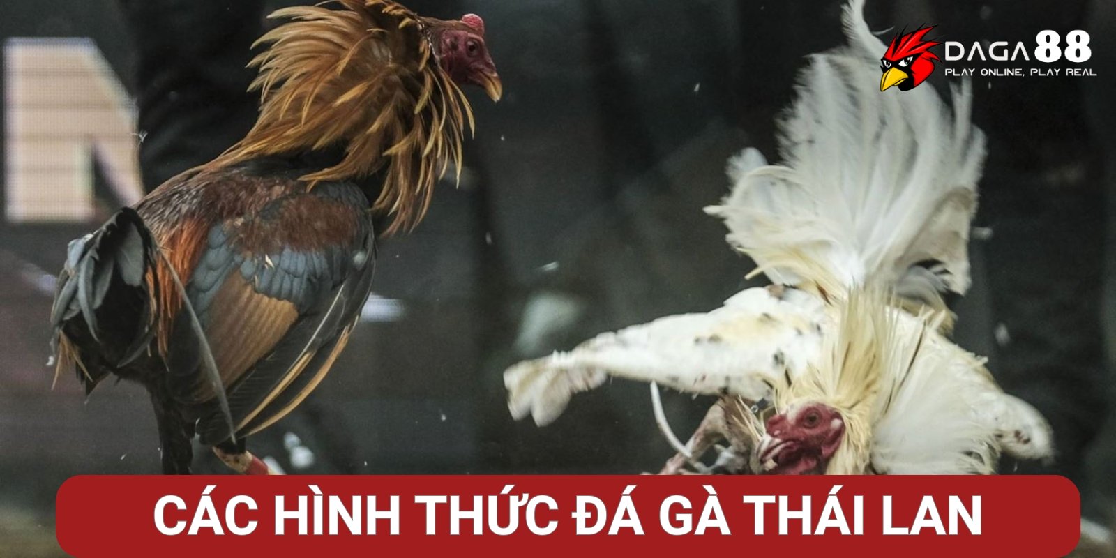 Các hình thức đá gà Thái phổ biến tại Đá Gà 88 Các hình thức đá gà Thái phổ biến tại Đá Gà 88