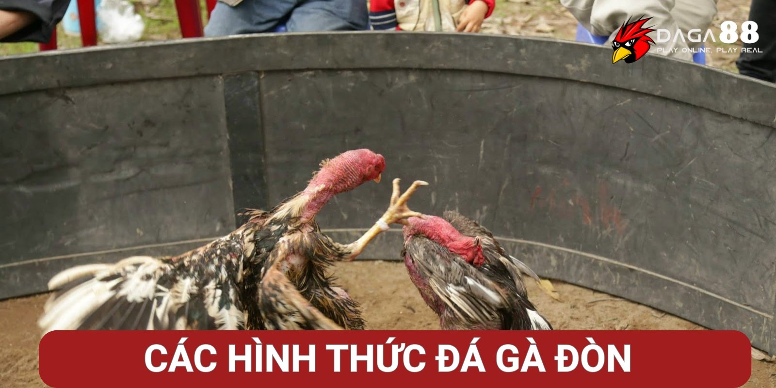 Các hình thức đá gà đòn trực tuyến tại Daga88 Các hình thức đá gà đòn trực tuyến tại Daga88
