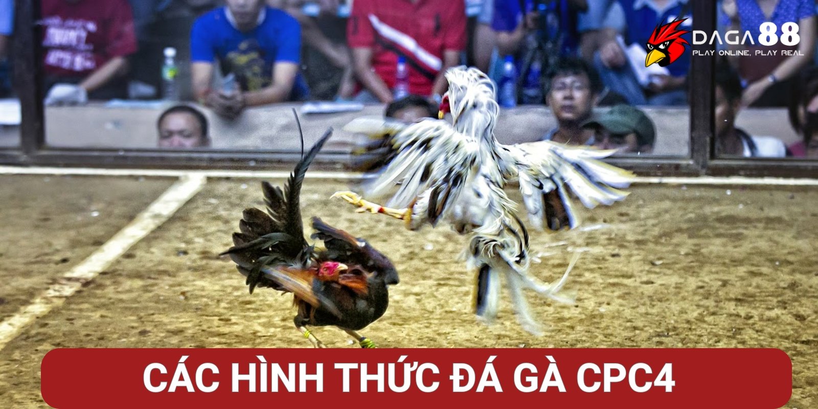 Đá Gà CPC4 Là Gì? Đấu Trường Thomo Mới Lạ, Đẳng Cấp 2 Các hình thức đá gà phổ biến tại CPC4