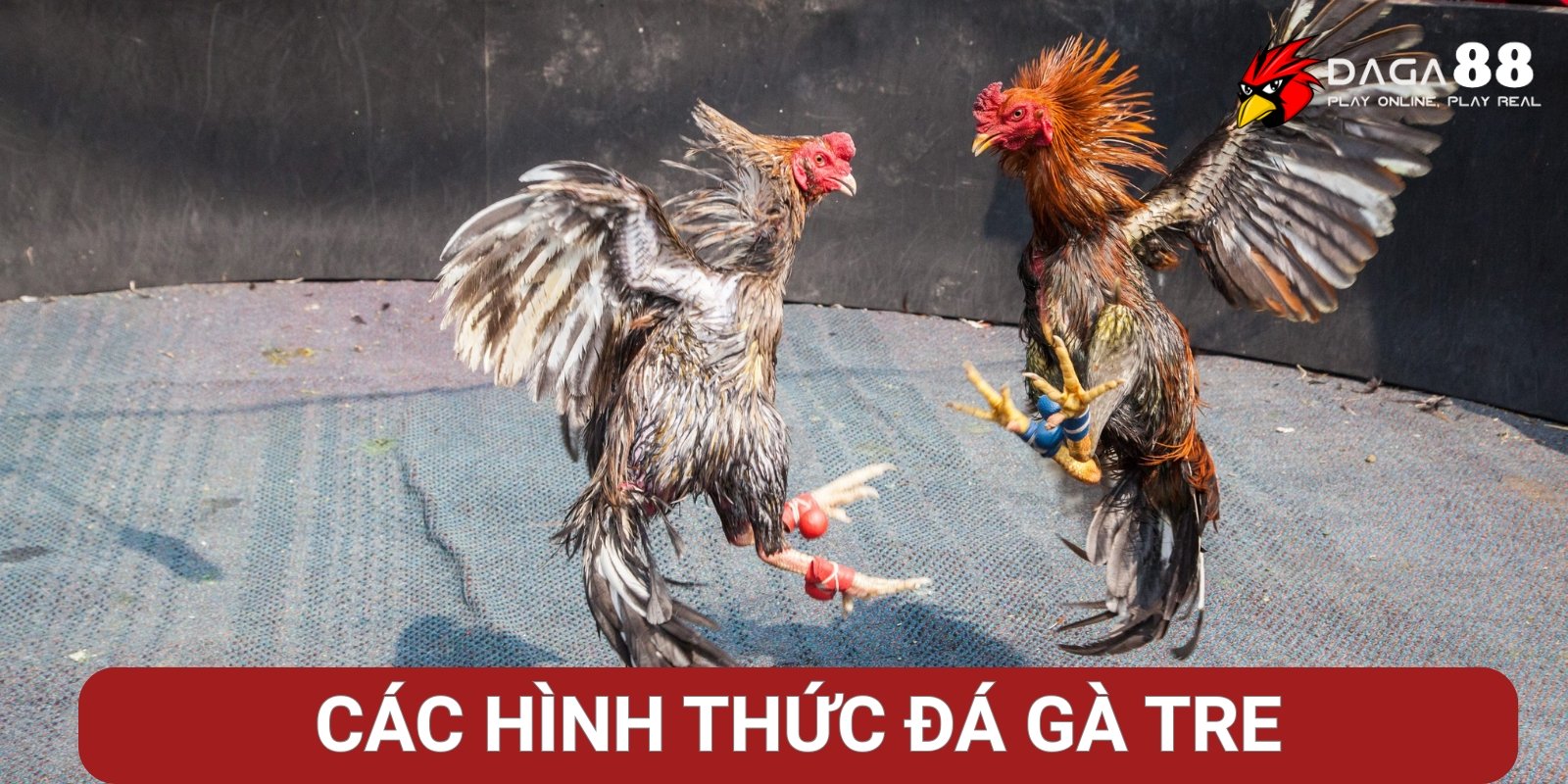 Các hình thức đá gà tre tại Daga88 Các hình thức đá gà tre tại Daga88