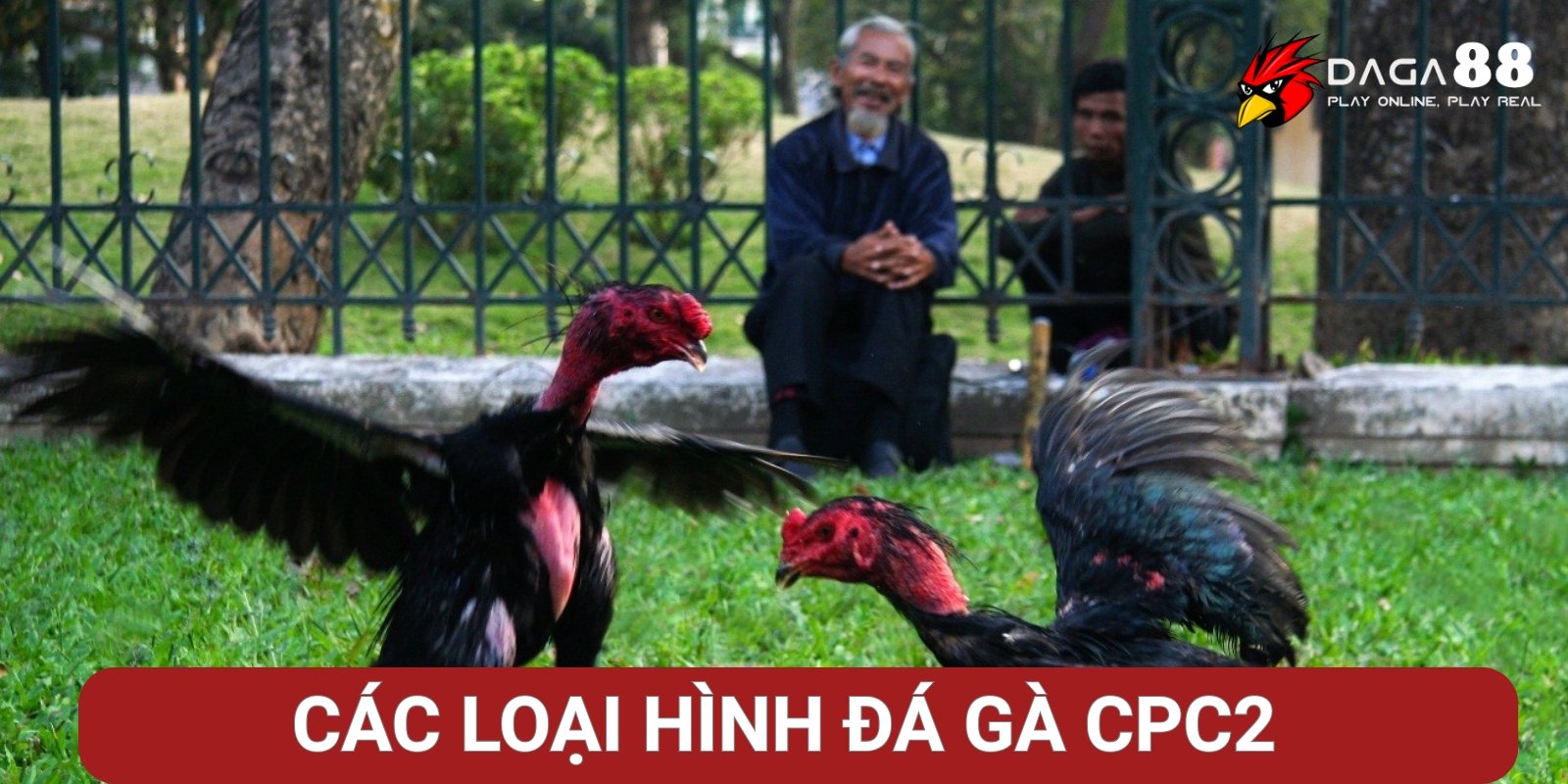 Các loại hình đá gà CPC2 nổi bật Các loại hình đá gà CPC2 nổi bật