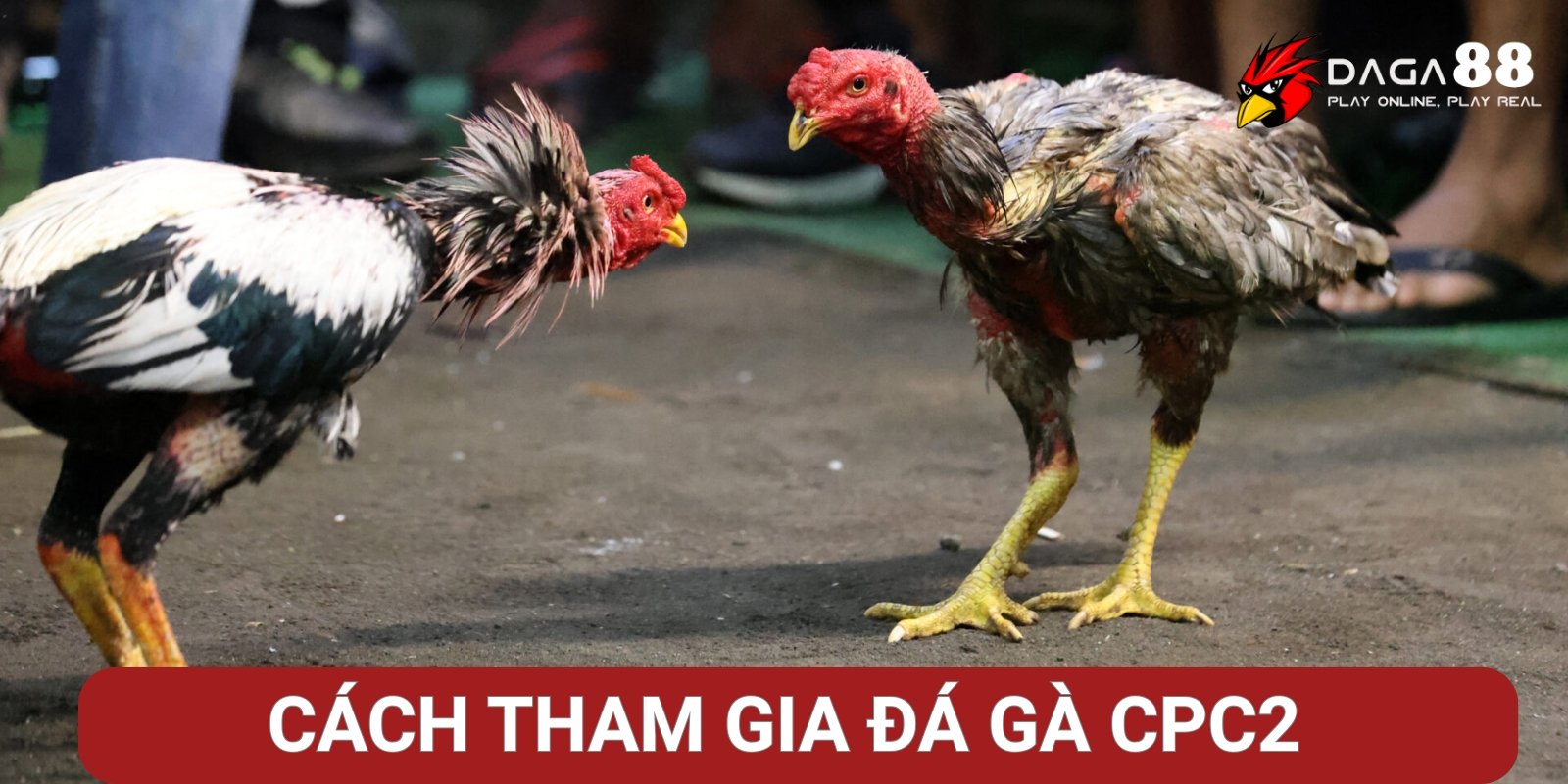 Cách tham gia đá gà CPC2 trực tuyến Cách tham gia đá gà CPC2 trực tuyến