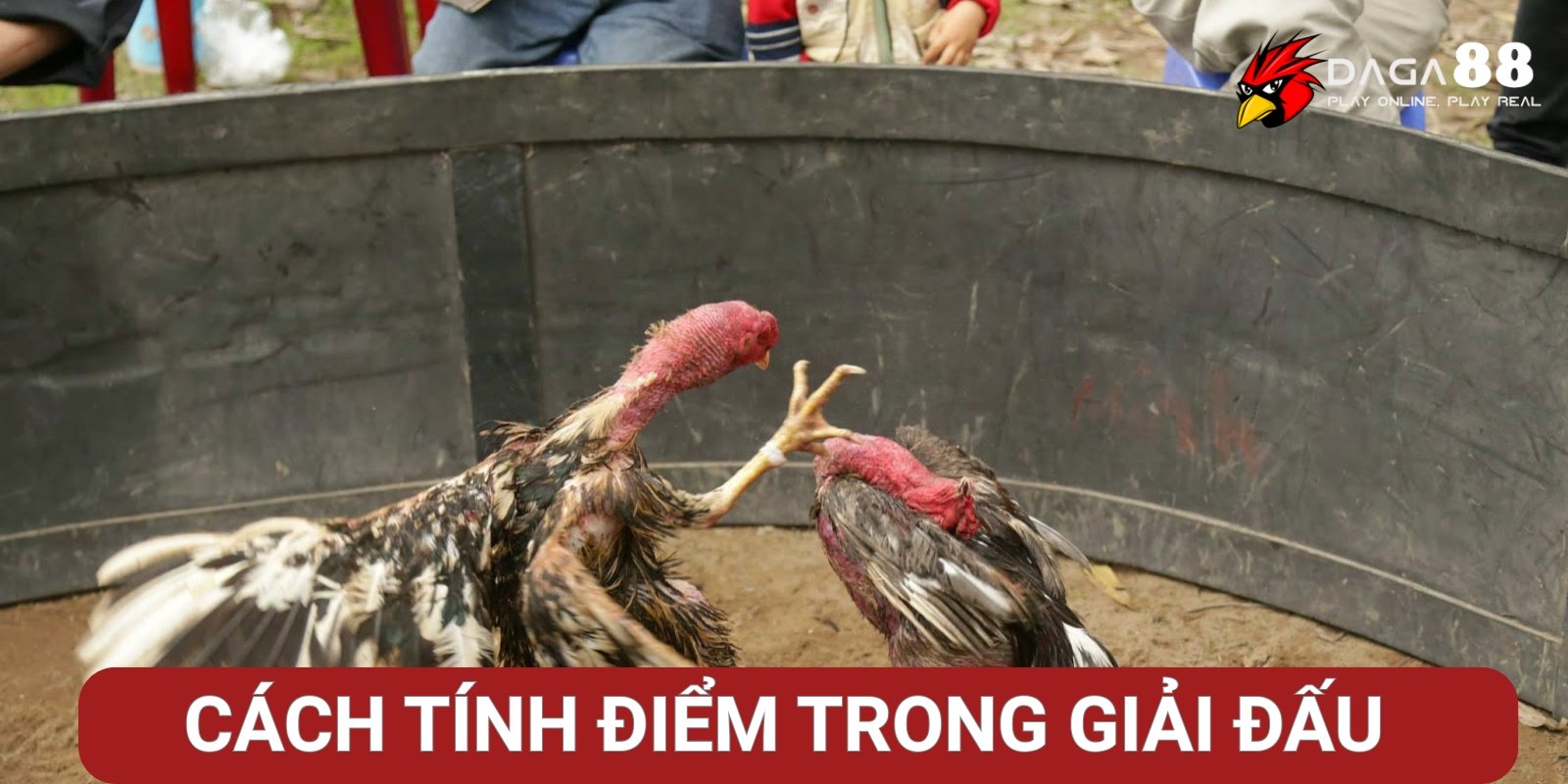 Cách tính điểm trong giải đấu đá gà chuyên nghiệp Cách tính điểm trong giải đấu đá gà chuyên nghiệp