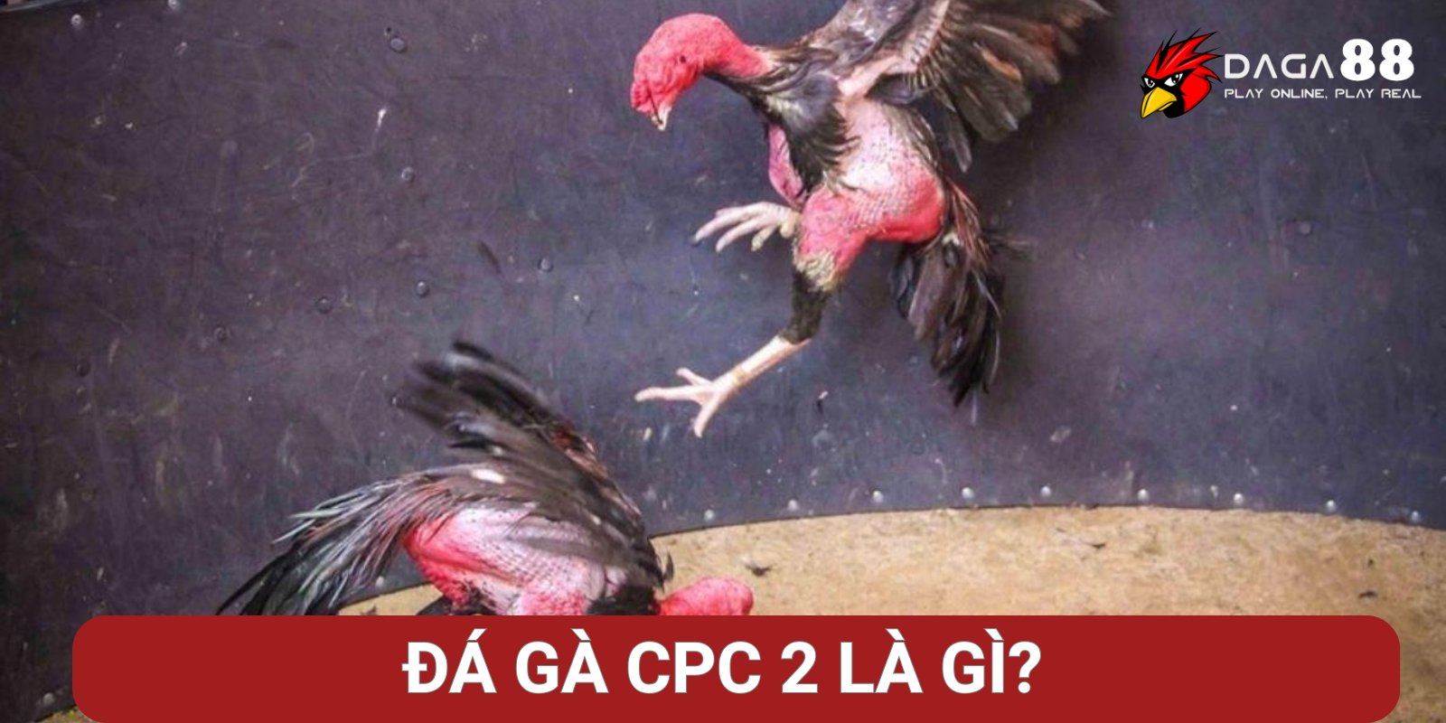 Đá gà CPC2 là gì? Đá gà CPC2 là gì?