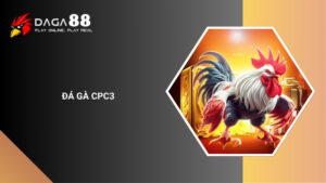 Đá Gà CPC3 Là Gì? Đấu Trường Thomo Với Trận Đấu Kịch Liệt