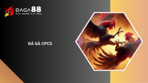 Đá Gà CPC5 Là Gì? Đấu Trường Đá Gà Sát Phạt Cực Gắt