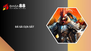 Đá Gà Cựa Sắt Là Gì? Luật Chơi & Kỹ Thuật Thi Đấu