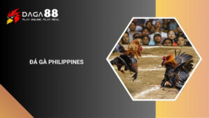 Đá Gà Philippines Là Gì? Luật Cá Cược Đá Gà Philippines