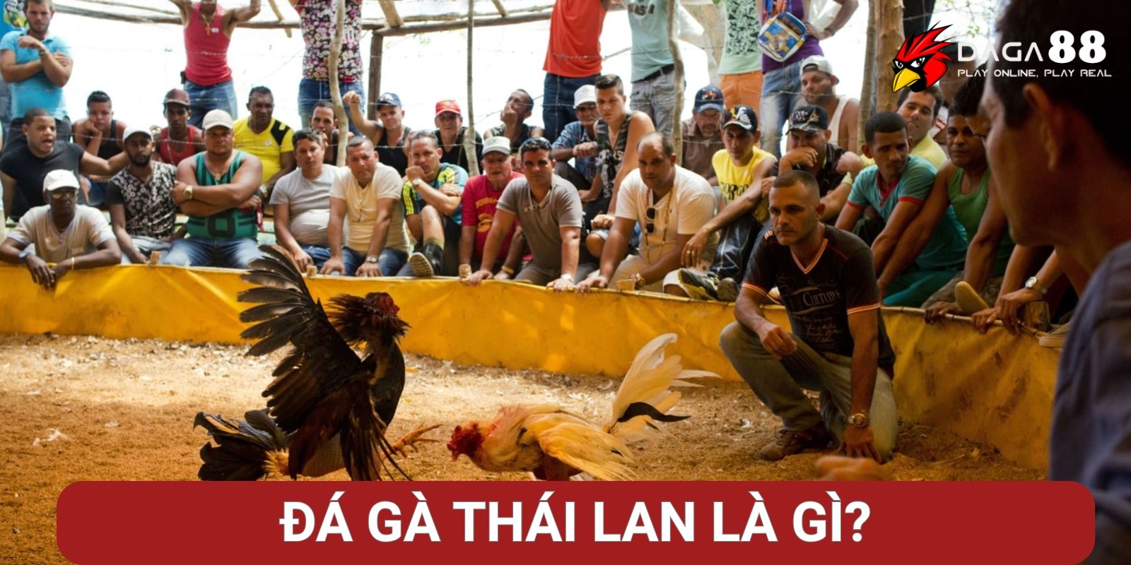 Đá gà Thái Lan là gì? Đá gà Thái Lan là gì?