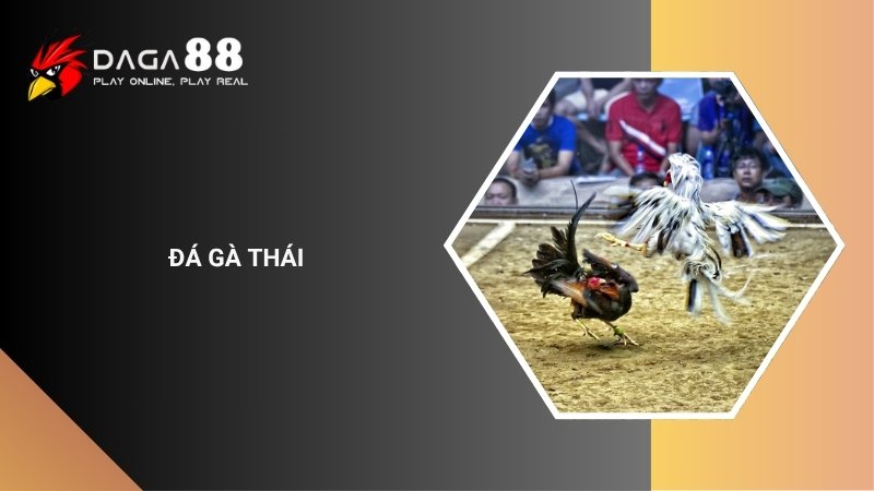 Đá Gà Thái Lan Là Gì? Hướng Dẫn Chơi Cho Người Mới