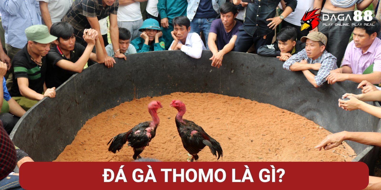 Đá gà Thomo là gì? Đá gà Thomo là gì?