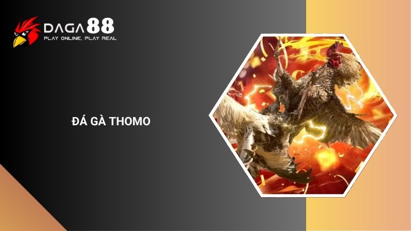 Đá Gà Thomo Là Gì? Luật Chơi Đá Gà Thomo Chi Tiết