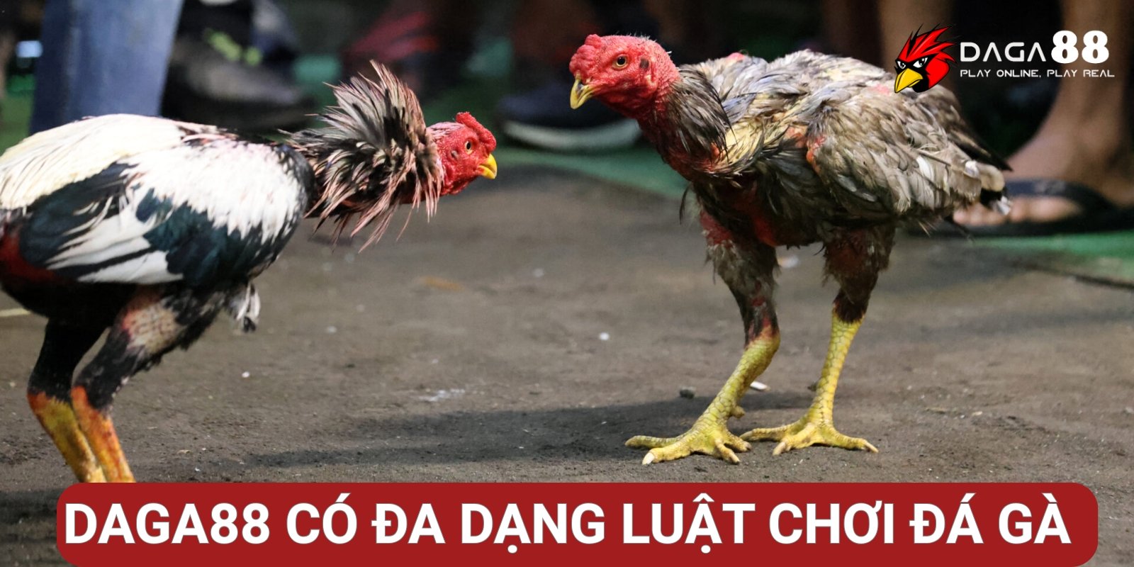 Đa dạng luật chơi đá gà Đa dạng luật chơi đá gà