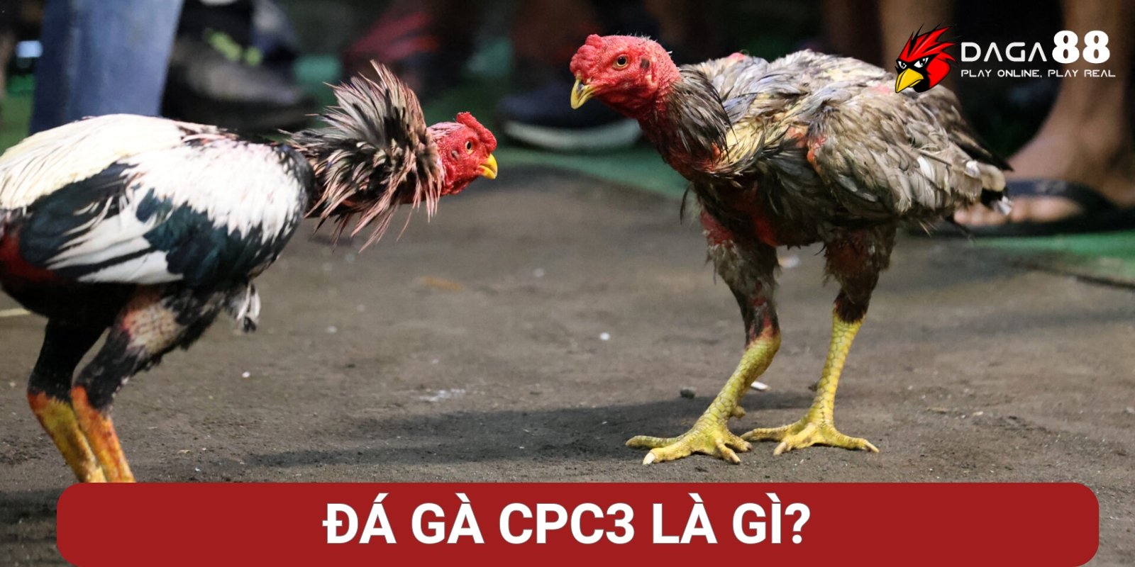 Đá gà CPC3 là gì? Đá gà CPC3 là gì?