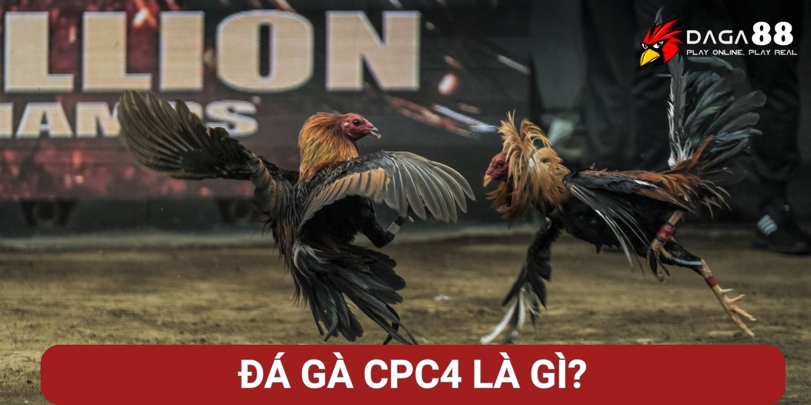 Đá Gà CPC4 Là Gì? Đấu Trường Thomo Mới Lạ, Đẳng Cấp 1 Đá gà CPC4 là gì?