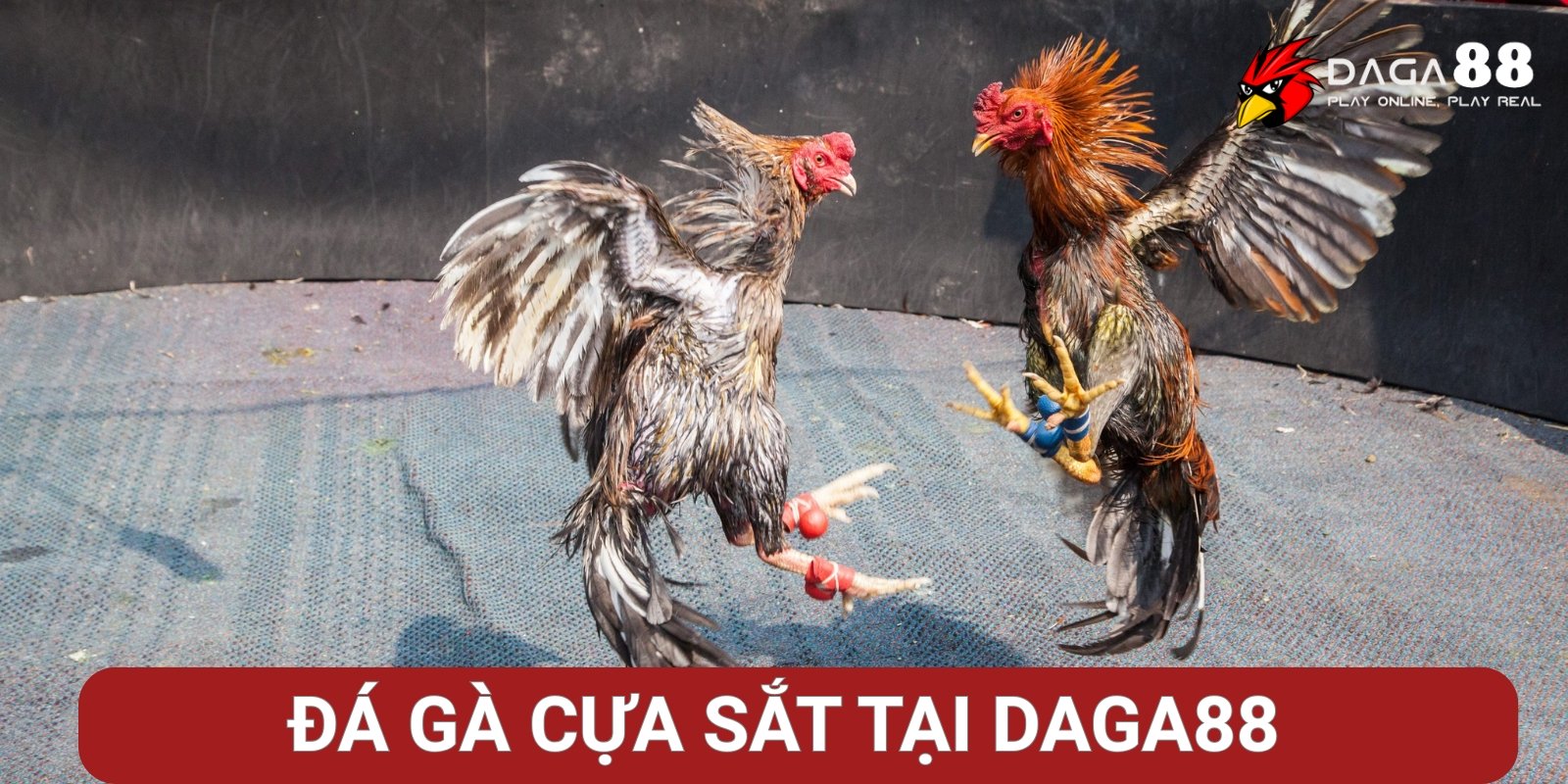 Đá gà Cựa sắt Đá gà Cựa sắt