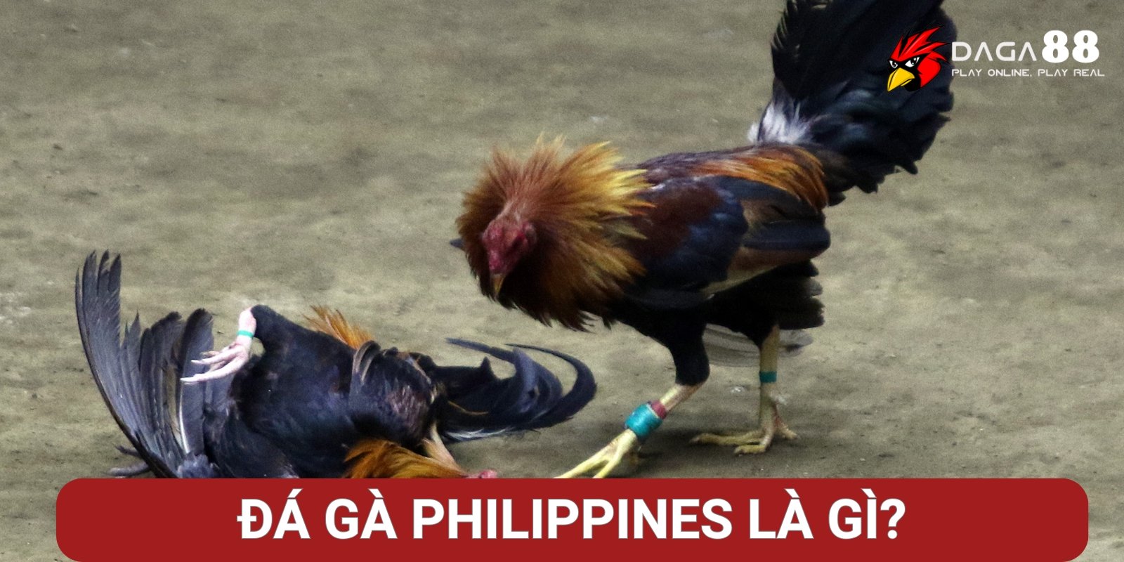 Đá gà Philippines là gì? Đá gà Philippines là gì?