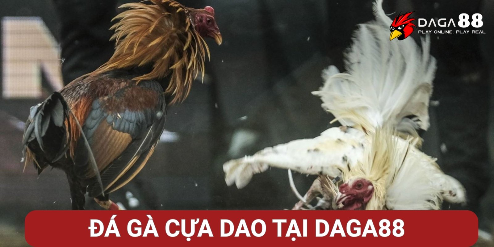 Đá gà cựa dao Đá gà cựa dao