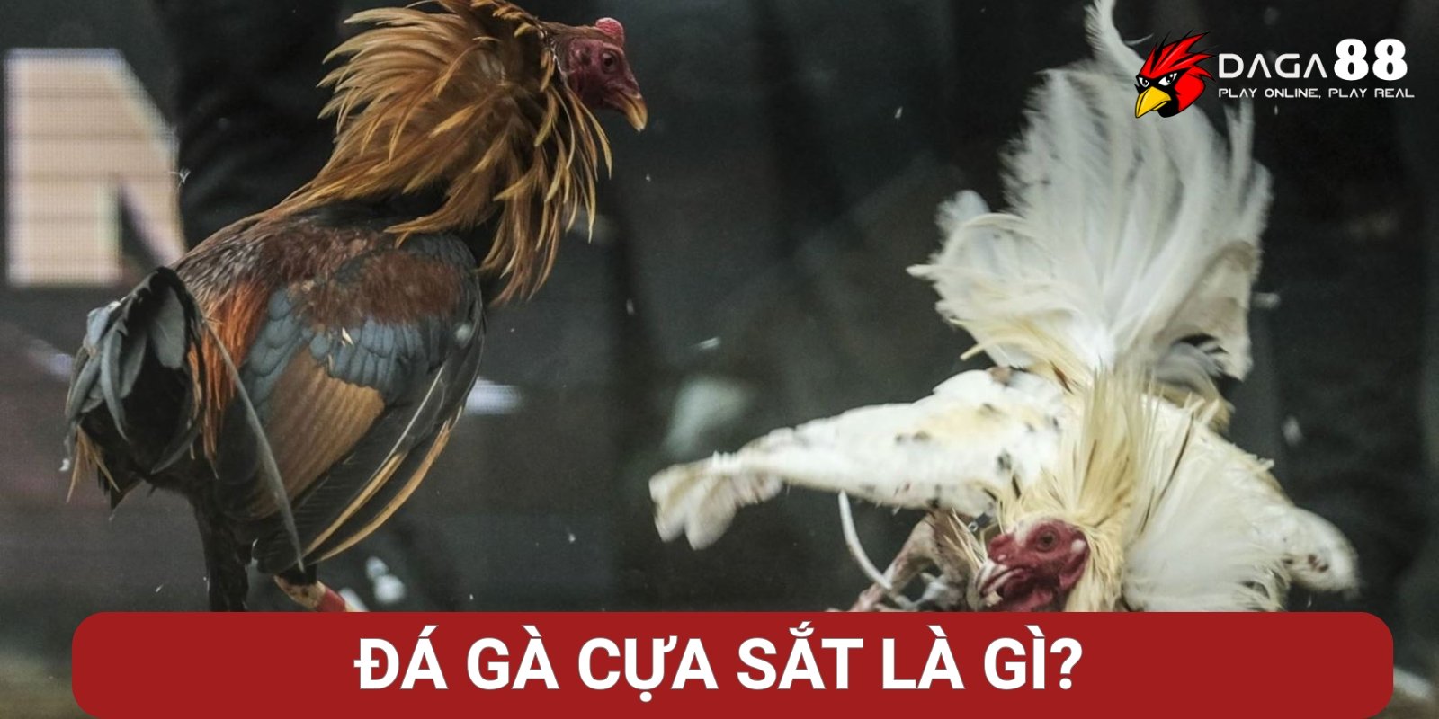 Đá gà cựa sắt là gì? Đá gà cựa sắt là gì?