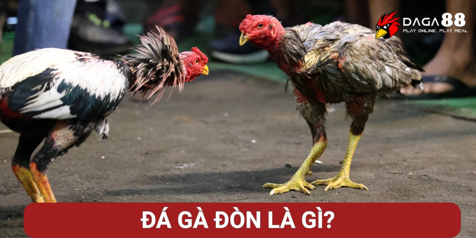 Đá gà đòn là gì? Đá gà đòn là gì?