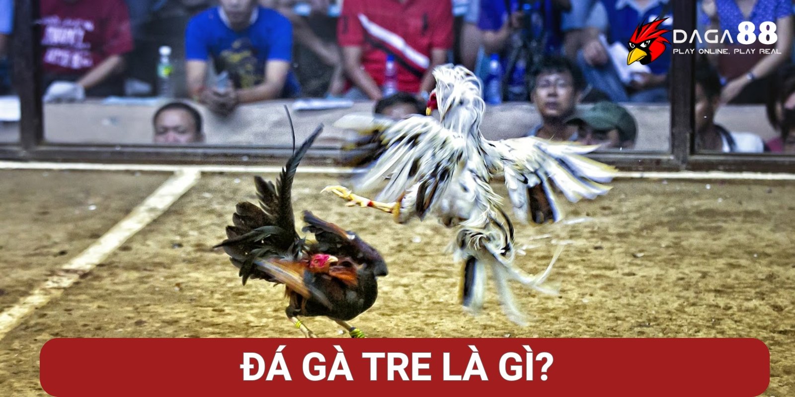 Đá gà tre là gì? Đá gà tre là gì?