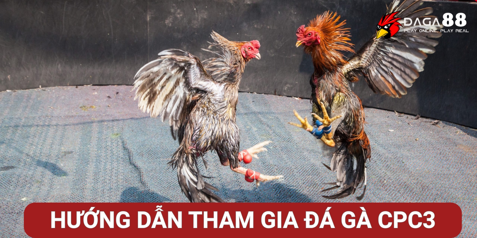 Hướng dẫn cách tham gia Đá Gà CPC3 Tại Daga88 Hướng dẫn cách tham gia Đá Gà CPC3 Tại Daga88