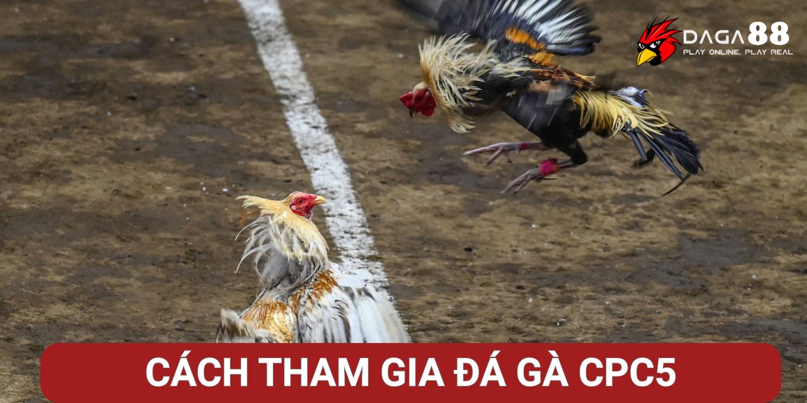 Đá Gà CPC5 Là Gì? Đấu Trường Đá Gà Sát Phạt Cực Gắt 3 Hướng dẫn cách tham gia Đá Gà CPC5 Tại Daga88