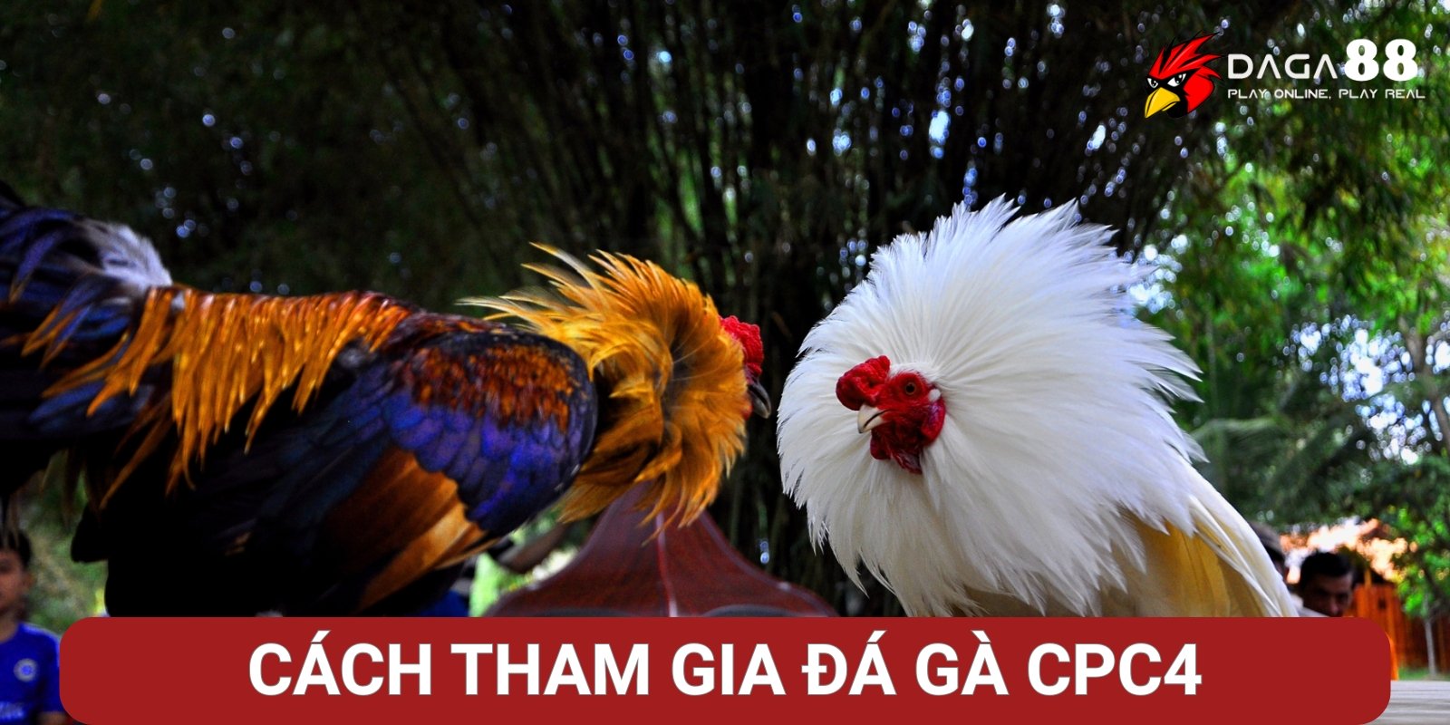 Đá Gà CPC4 Là Gì? Đấu Trường Thomo Mới Lạ, Đẳng Cấp 3 Hướng dẫn cách tham gia đá gà CPC4 tại Daga88