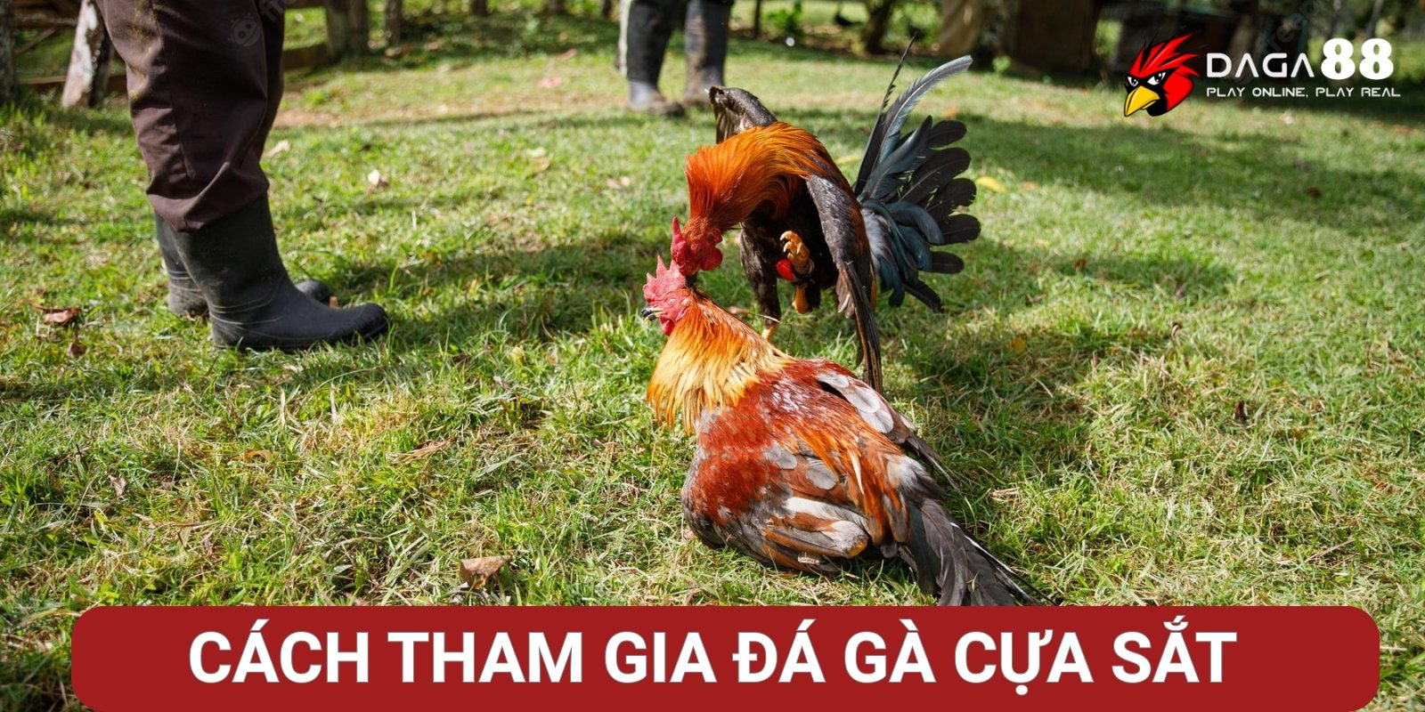 Hướng dẫn cách tham gia đá gà cựa sắt Hướng dẫn cách tham gia đá gà cựa sắt
