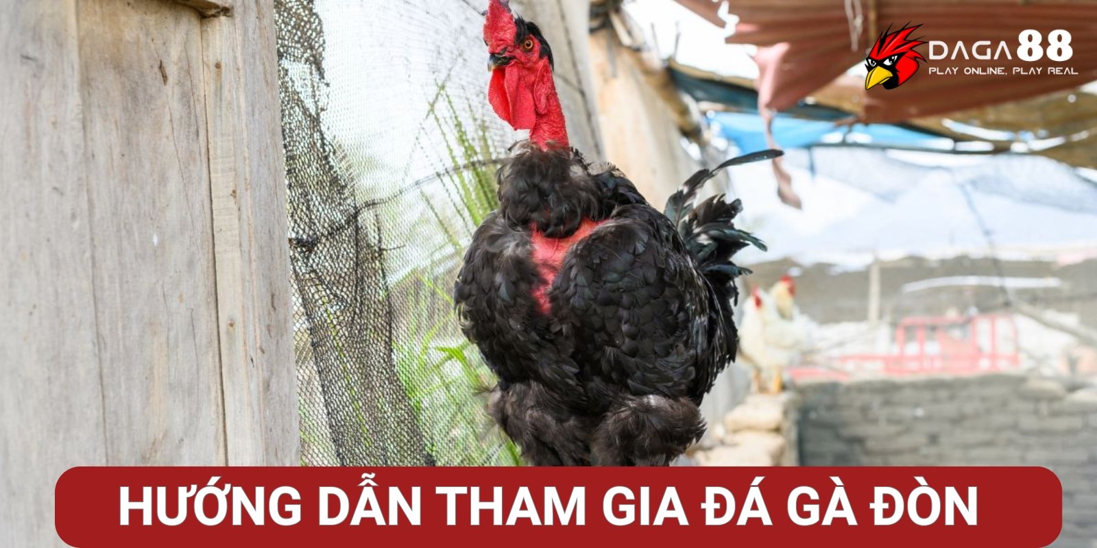Hướng dẫn cách tham gia đá gà đòn tại Đá Gà 88 Hướng dẫn cách tham gia đá gà đòn tại Đá Gà 88