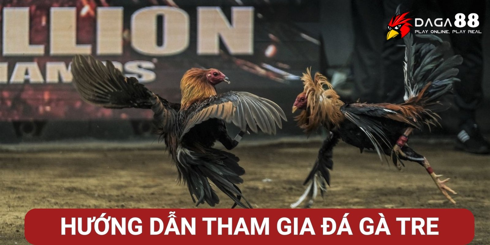 Hướng dẫn tham gia đá gà tre tại Daga88 Hướng dẫn tham gia đá gà tre tại Daga88