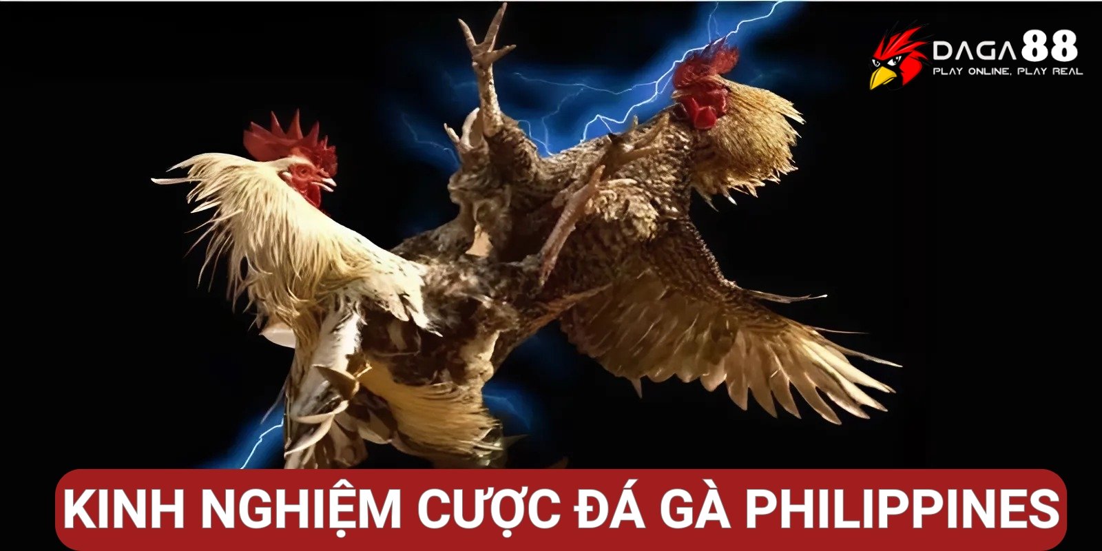 Kinh nghiệm cá cược đá gà Philippines hiệu quả Kinh nghiệm cá cược đá gà Philippines hiệu quả
