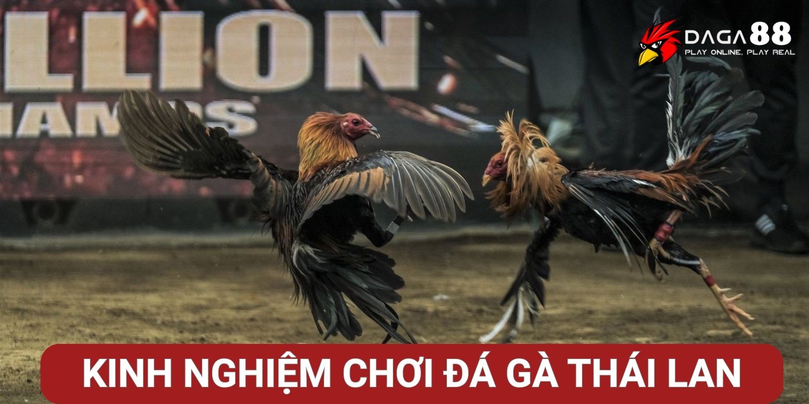 Kinh nghiệm cá cược đá gà Thái Lan hiệu quả Kinh nghiệm cá cược đá gà Thái Lan hiệu quả