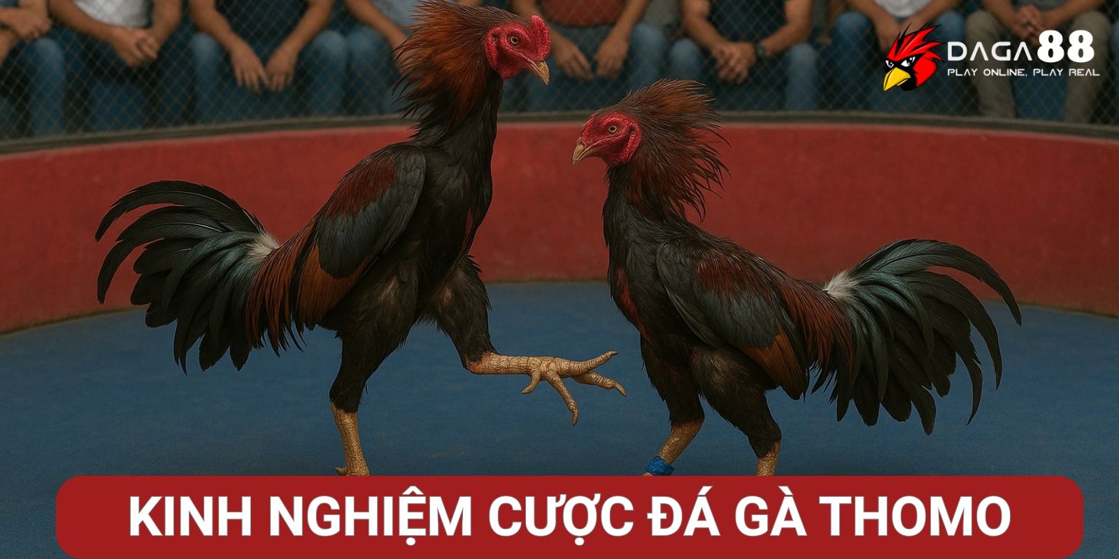 Kinh nghiệm cá cược đá gà Thomo hiệu quả Kinh nghiệm cá cược đá gà Thomo hiệu quả