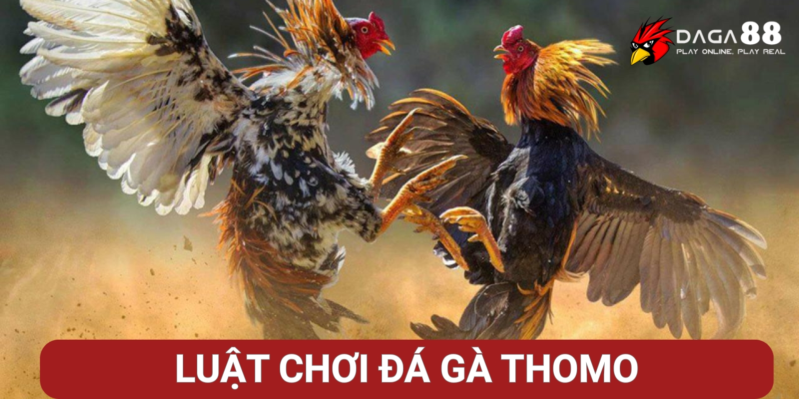 Luật chơi đá gà Thomo chi tiết Luật chơi đá gà Thomo chi tiết