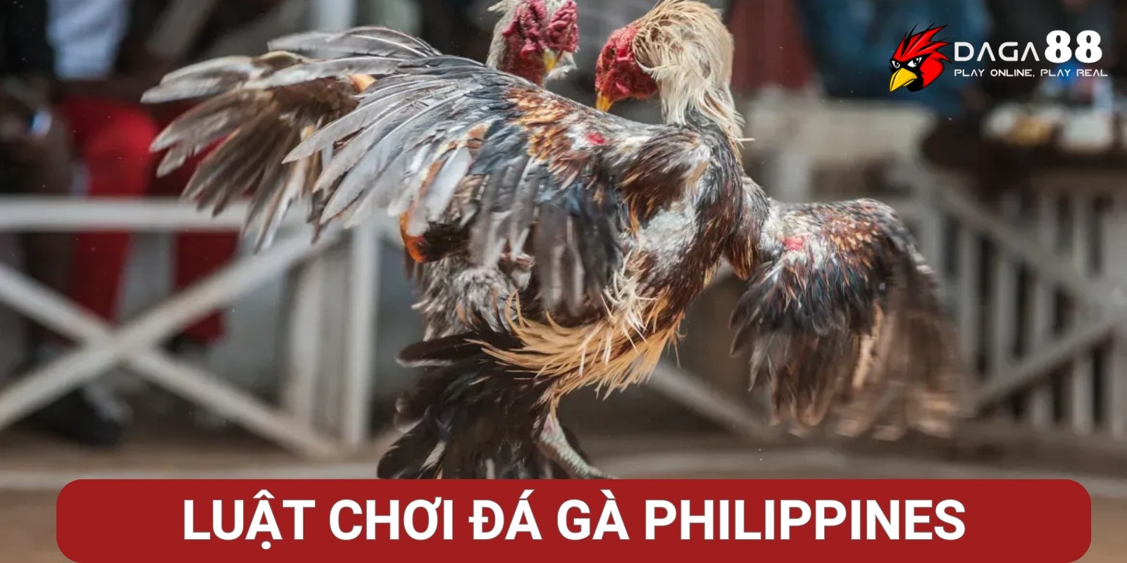 Luật chơi đá gà Philippines chi tiết Luật chơi đá gà Philippines chi tiết