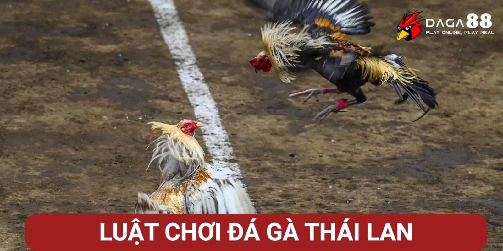 Luật chơi đá gà Thái Lan chi tiết Luật chơi đá gà Thái Lan chi tiết