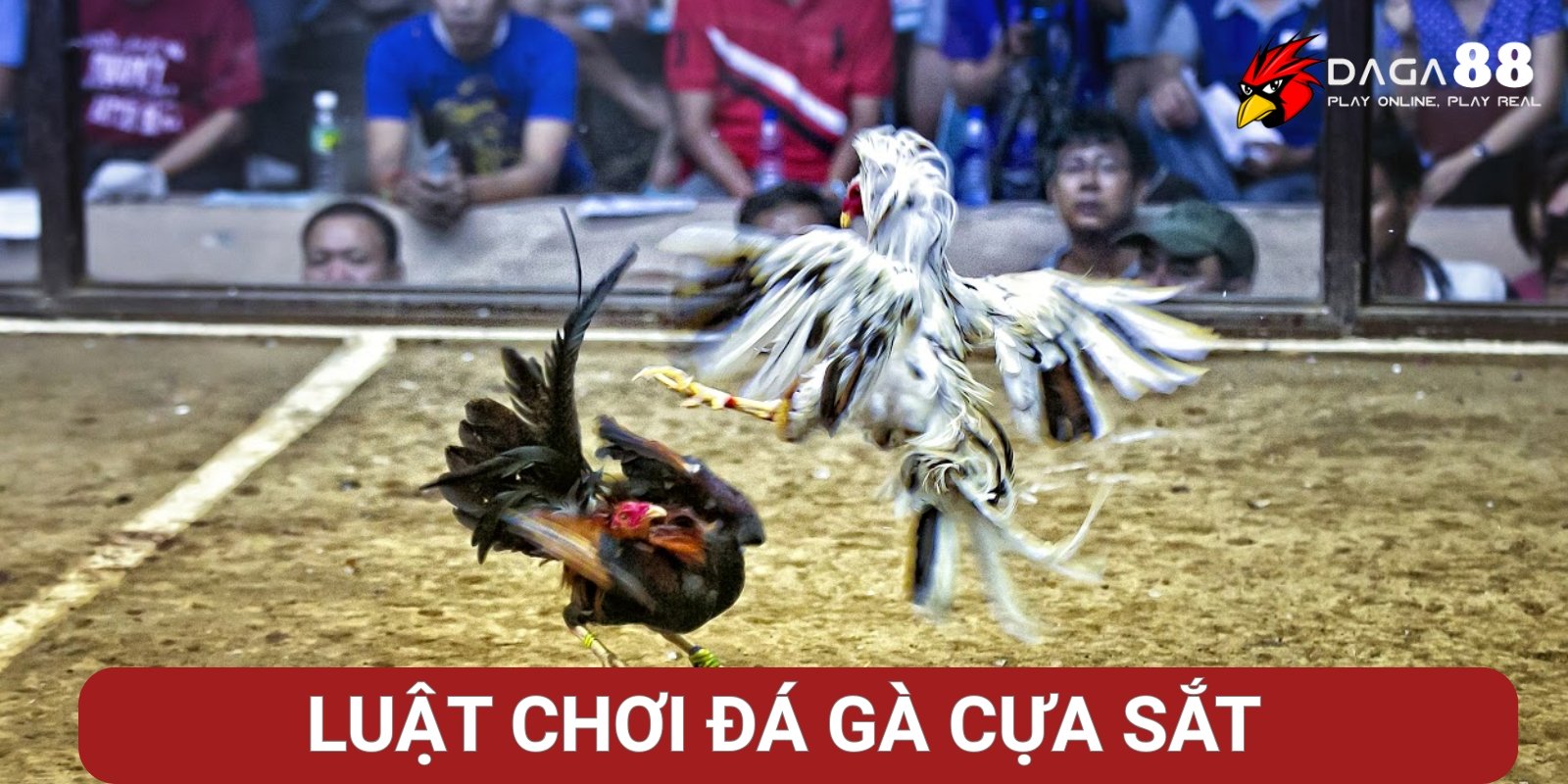 Luật chơi đá gà cựa sắt cơ bản Luật chơi đá gà cựa sắt cơ bản