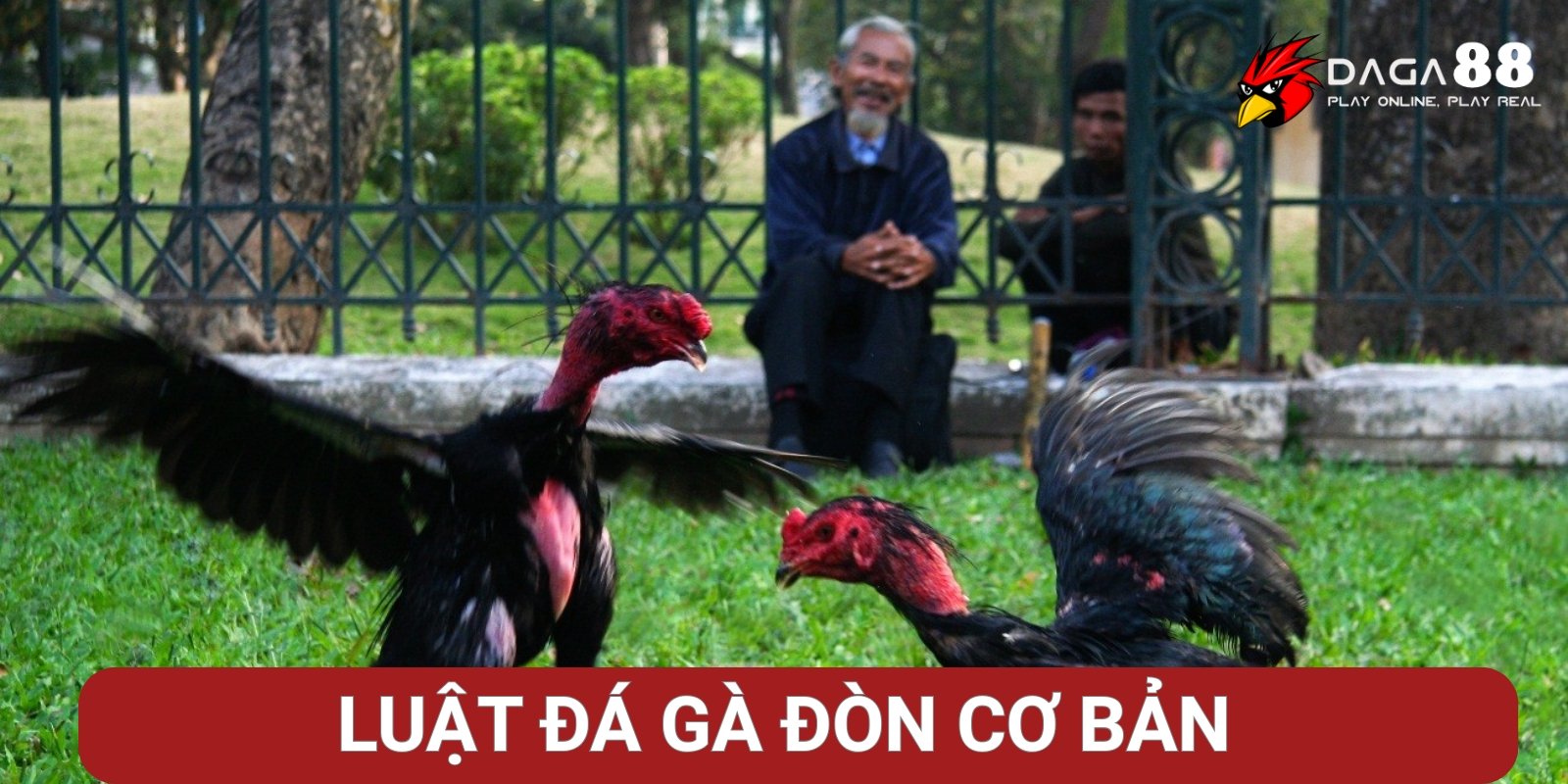 Luật chơi đá gà đòn cơ bản Luật chơi đá gà đòn cơ bản