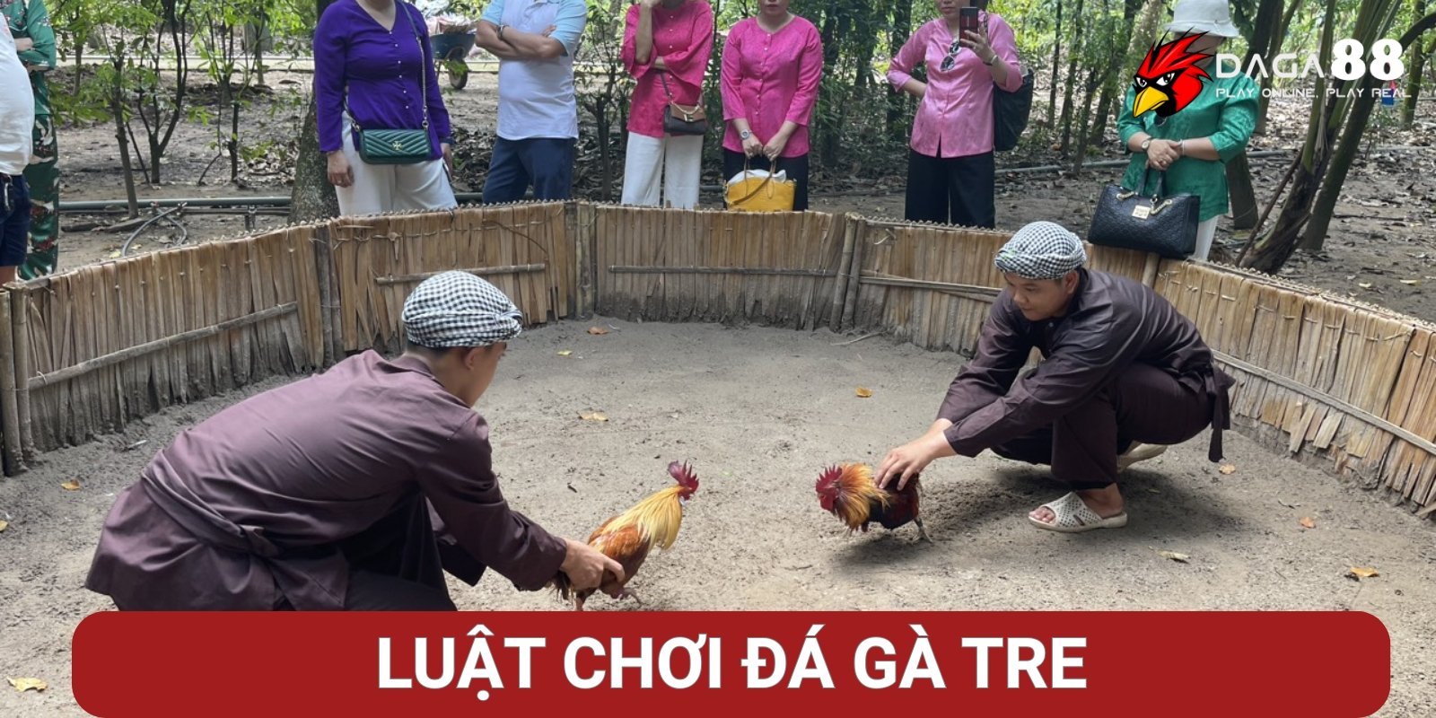 Luật chơi đá gà tre cơ bản Luật chơi đá gà tre cơ bản