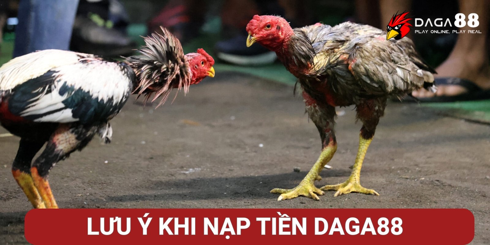 Lưu ý quan trọng khi nạp tiền Đá Gà 88 Lưu ý quan trọng khi nạp tiền Đá Gà 88