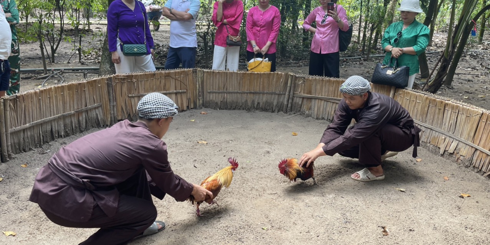 Lý do nên xem video đá gà Thomo CPC2 tại Daga88