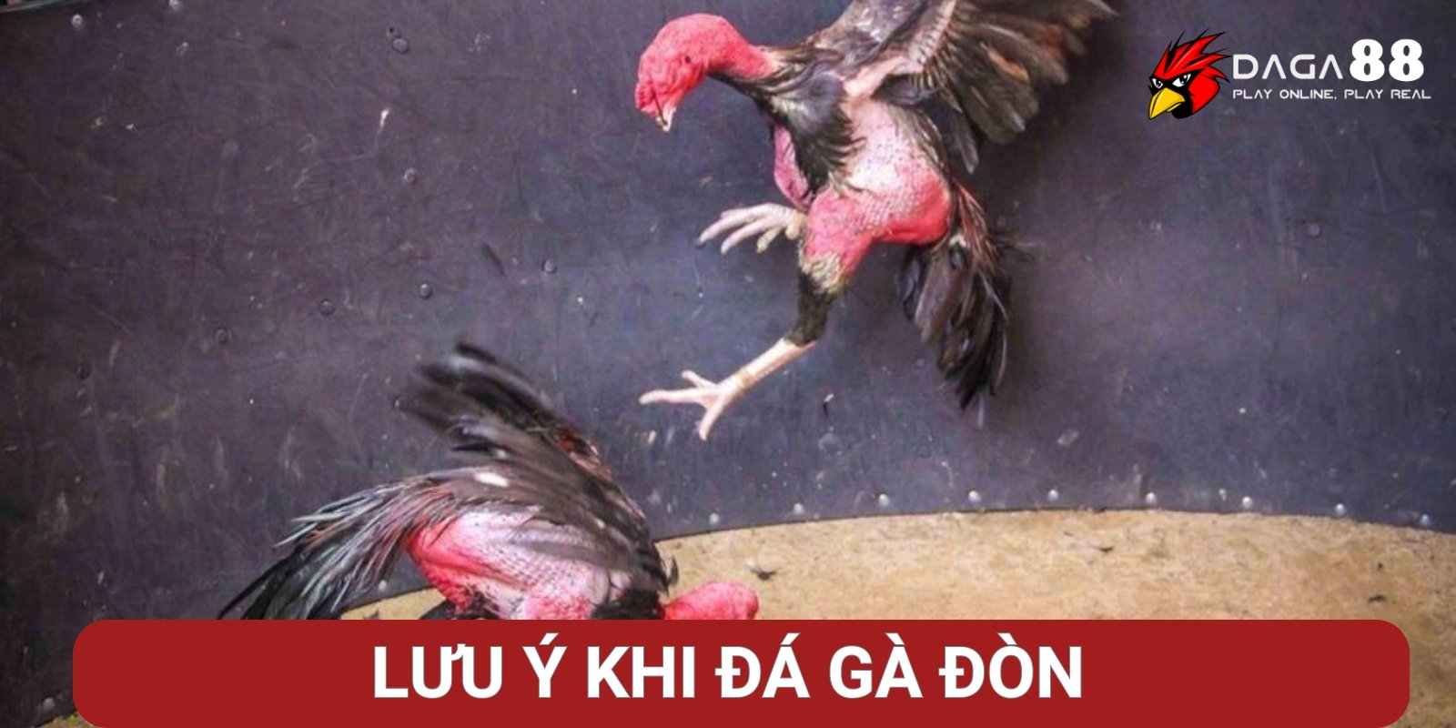 Những lưu ý khi chơi đá gà đòn tại Đá Gà 88 Những lưu ý khi chơi đá gà đòn tại Đá Gà 88