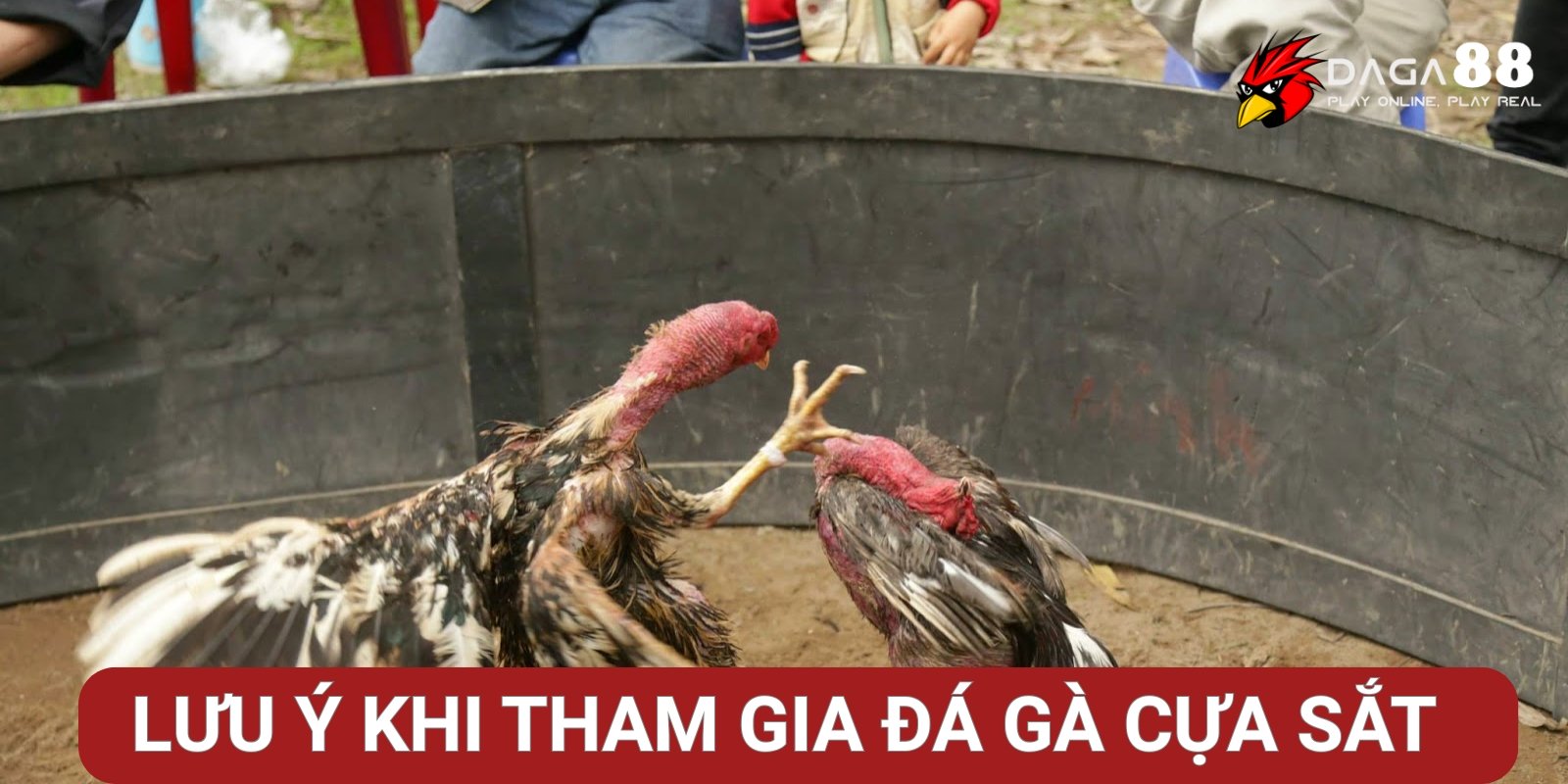 Những lưu ý khi tham gia đá gà cựa sắt tại Daga88 Những lưu ý khi tham gia đá gà cựa sắt tại Daga88