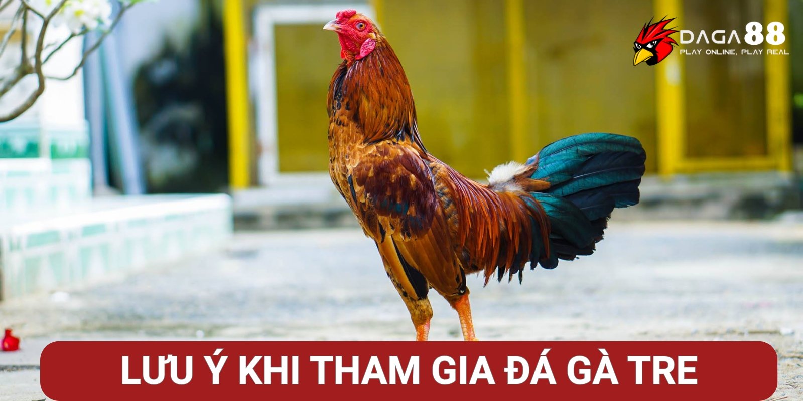 Những lưu ý khi tham gia đá gà tre tại Daga88 Những lưu ý khi tham gia đá gà tre tại Daga88